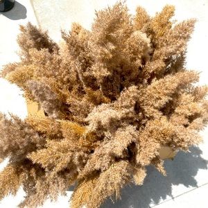 Tons of Pampas grass + vases/growlers for wedding decor